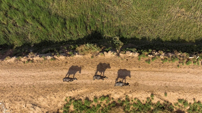 Buffalo on shores of the Shatt al-Arab waterway, Basra, Iraq